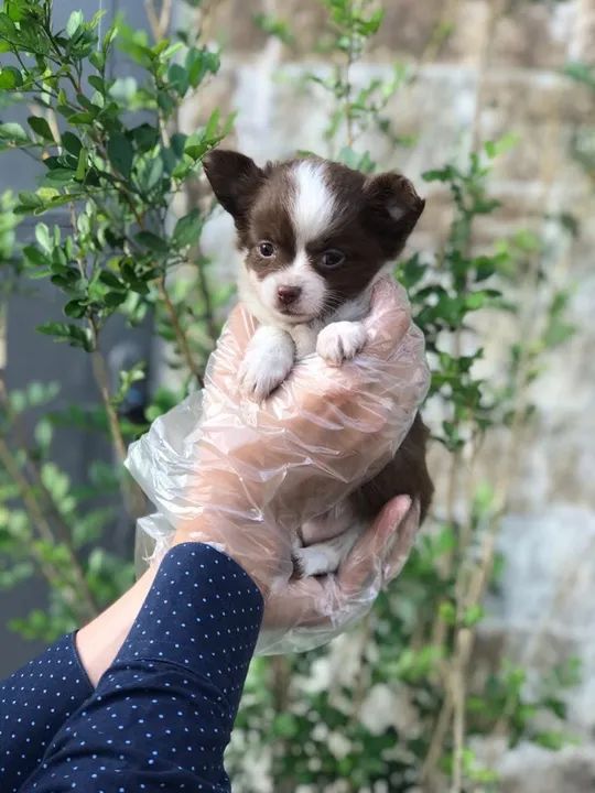 Chihuahua Entregamos em todo o Brasil, temos todas as raças. - Foto 4