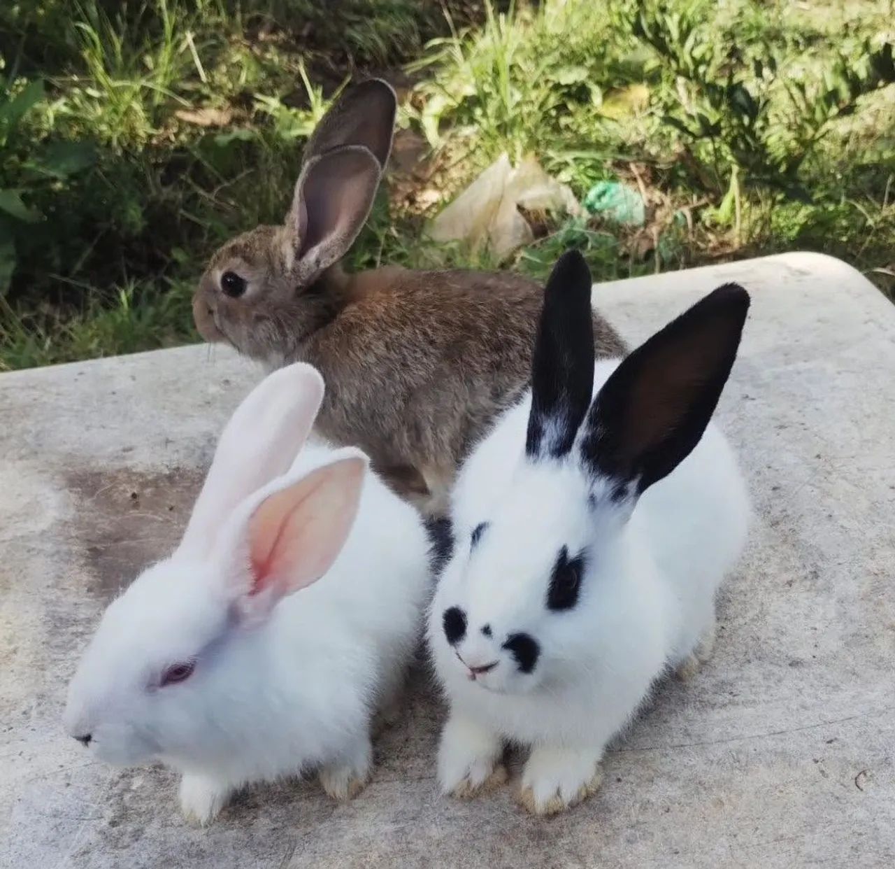 Coelhos de 3 meses 64169288319363123