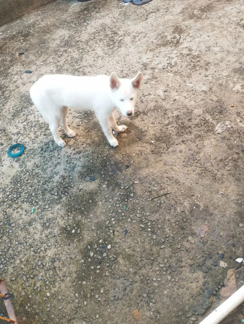 Filhote Husky Siberiano de Olhos Azuis - Foto 3