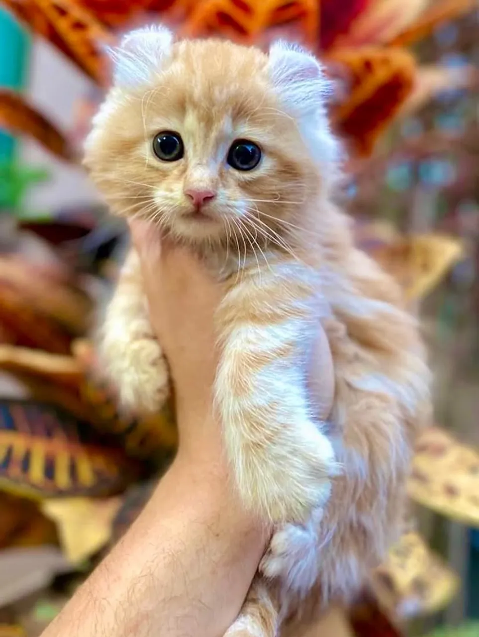 Filhote American Curl