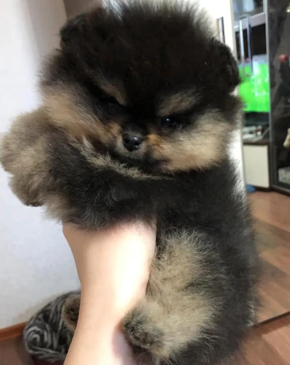 Vendo macho de Lulu da pomerania anao 