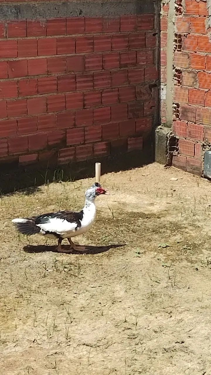 PATOS A VENDA ( CASAL)  - Foto 3