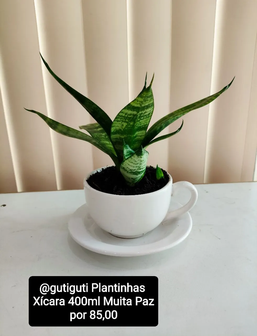 Plantas ornamentais 04 por 350,00