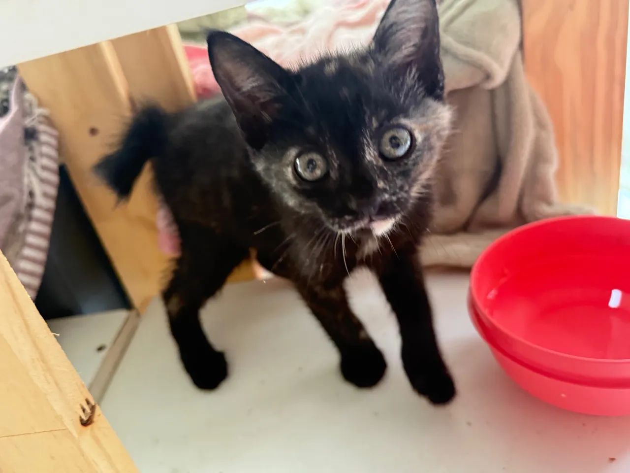 Doa- se gatinhos. Eles estavam no meio da rua.   - Foto 2