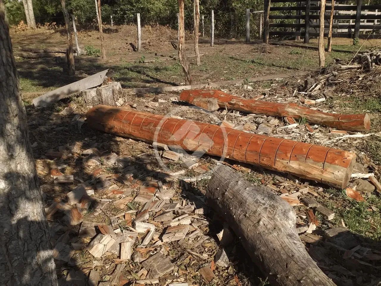 Fazenda, sentido cacéres, porteira fechada, com 35 vacas, 2 éguas, trator 265 com lamina,  - Foto 8