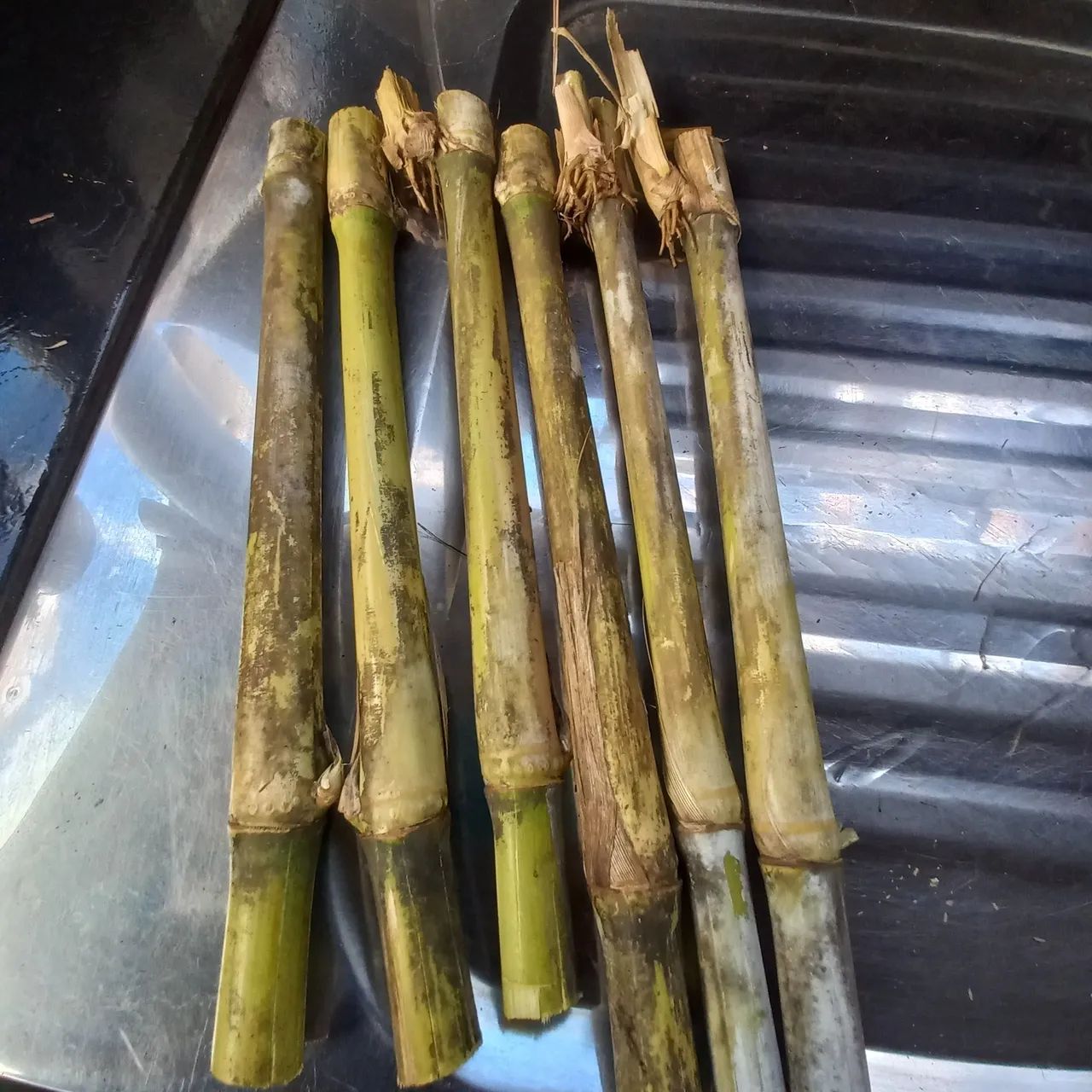 Capim BRS Capiaçu Embrapa