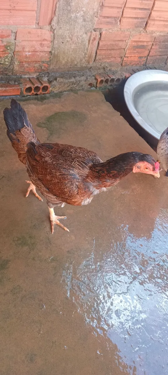 Galinha caipira