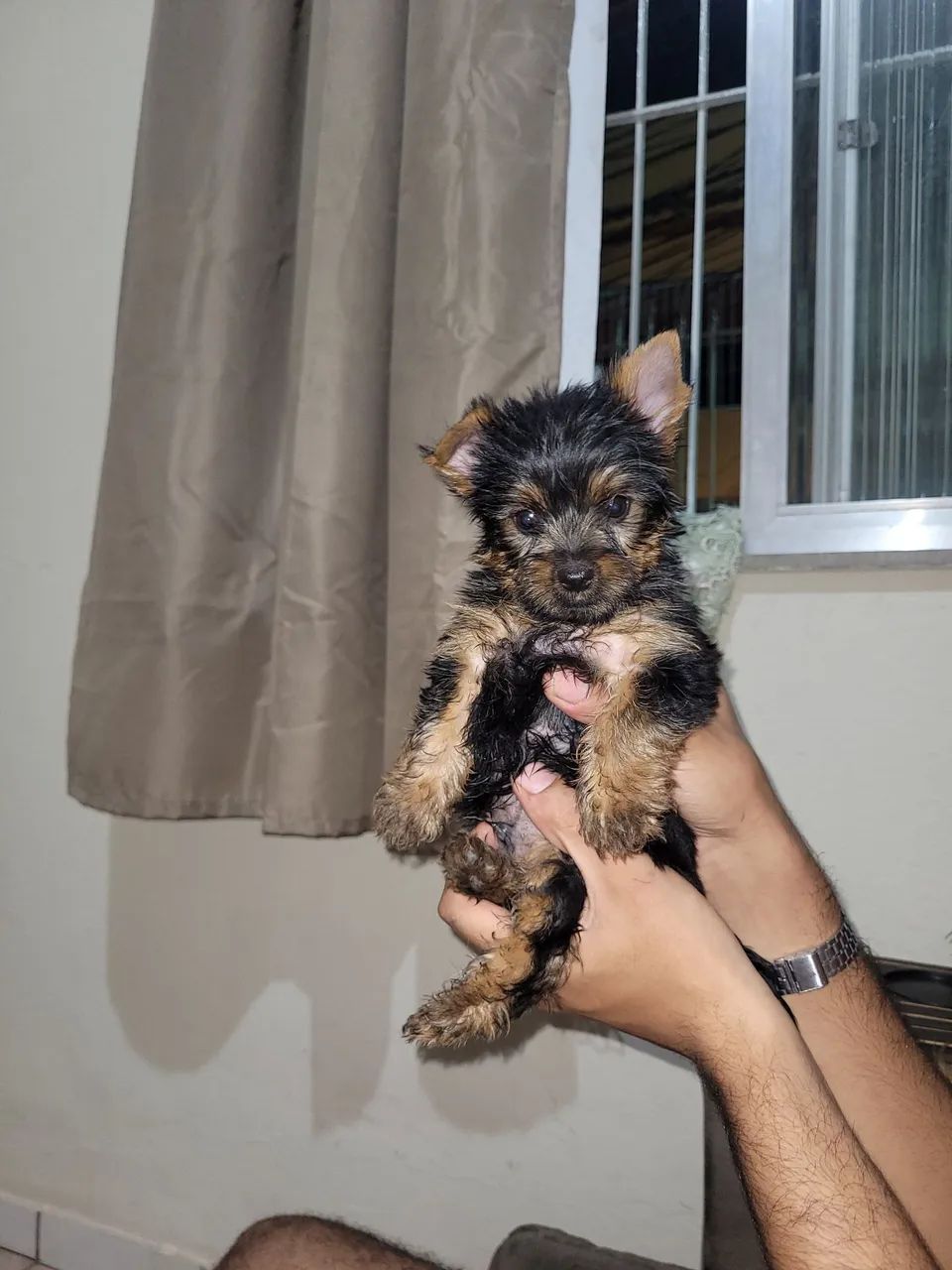 Yorkshire Terrier Filhote - Foto 6