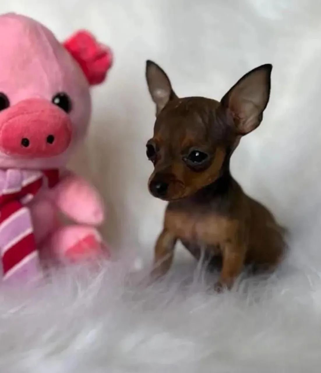 Lindos Filhotes de Pinscher zero aceitamos cartão até 12x 