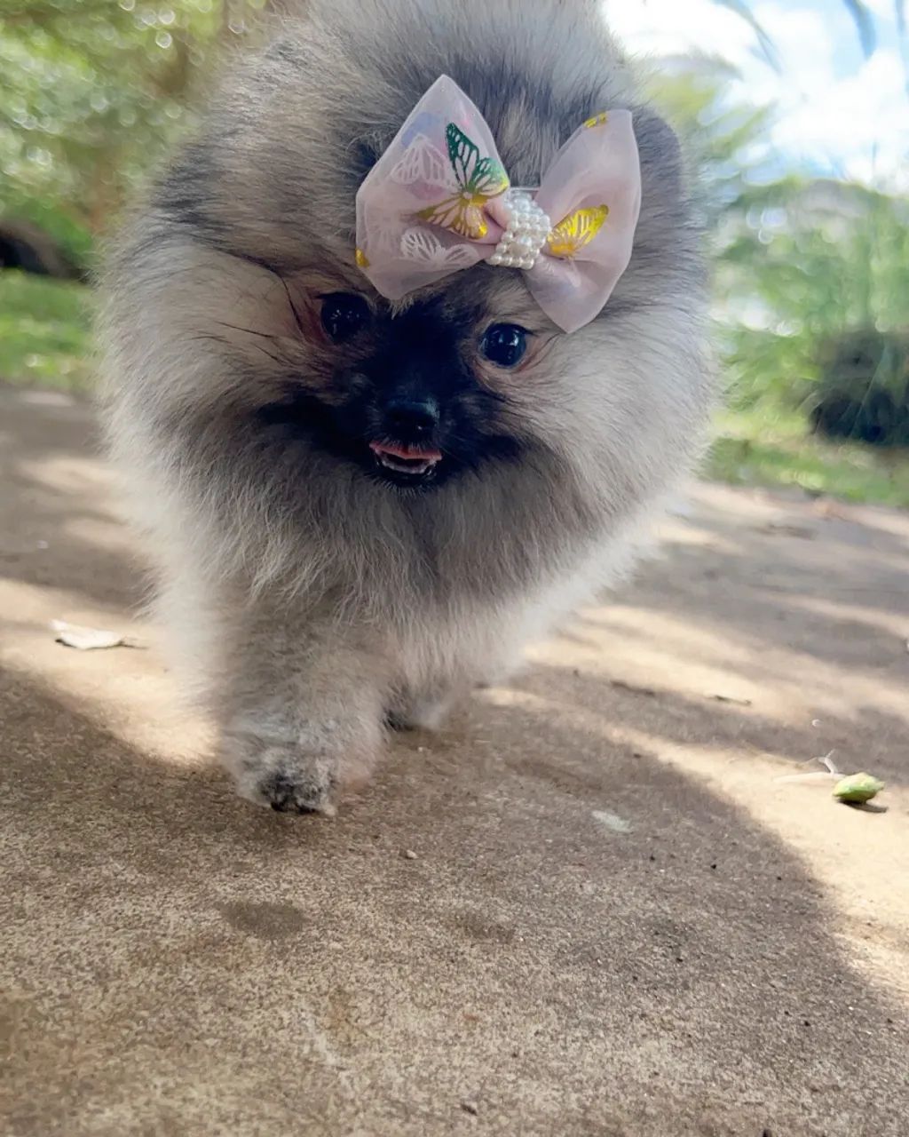 FILHOTE SPITZ ALEMÃO URSINHO