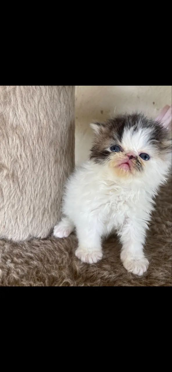 Filhotes de gato persa - Foto 2