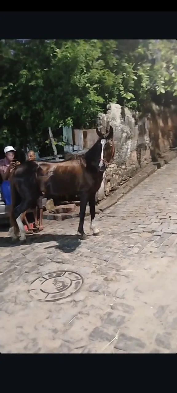 Cavalo Apolo - Foto 2