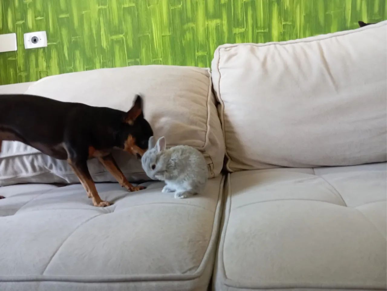 Mini  coelhos  nederland o menor coelho do mundo - Foto 2