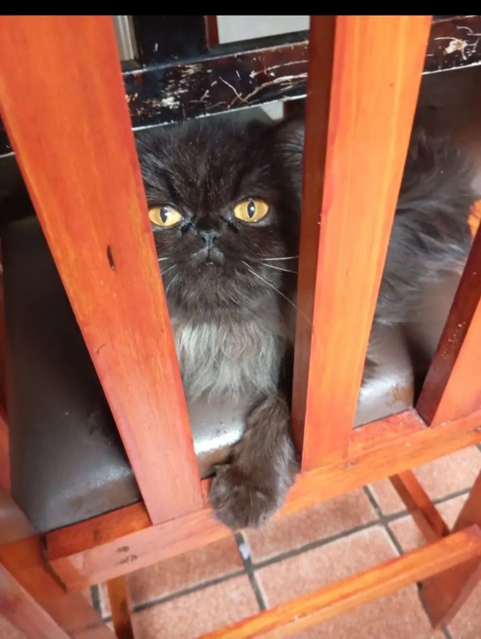 Gata persa prenha  - Foto 2