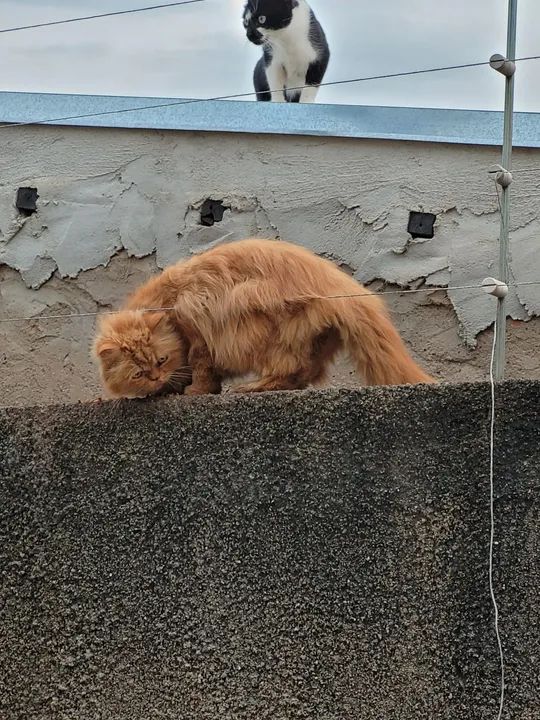 Doação - Gato Persa perdido - Foto 4