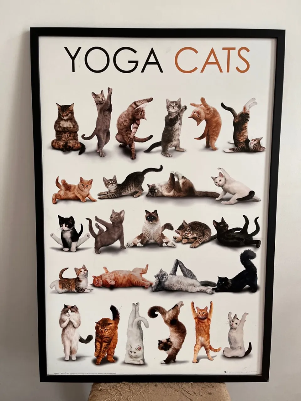 Quadro Decorativo Yoga Cats - Para amantes de gatos!