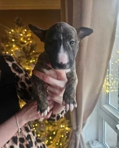 Bull Terrier Inglês entregamos em toda São Paulo *