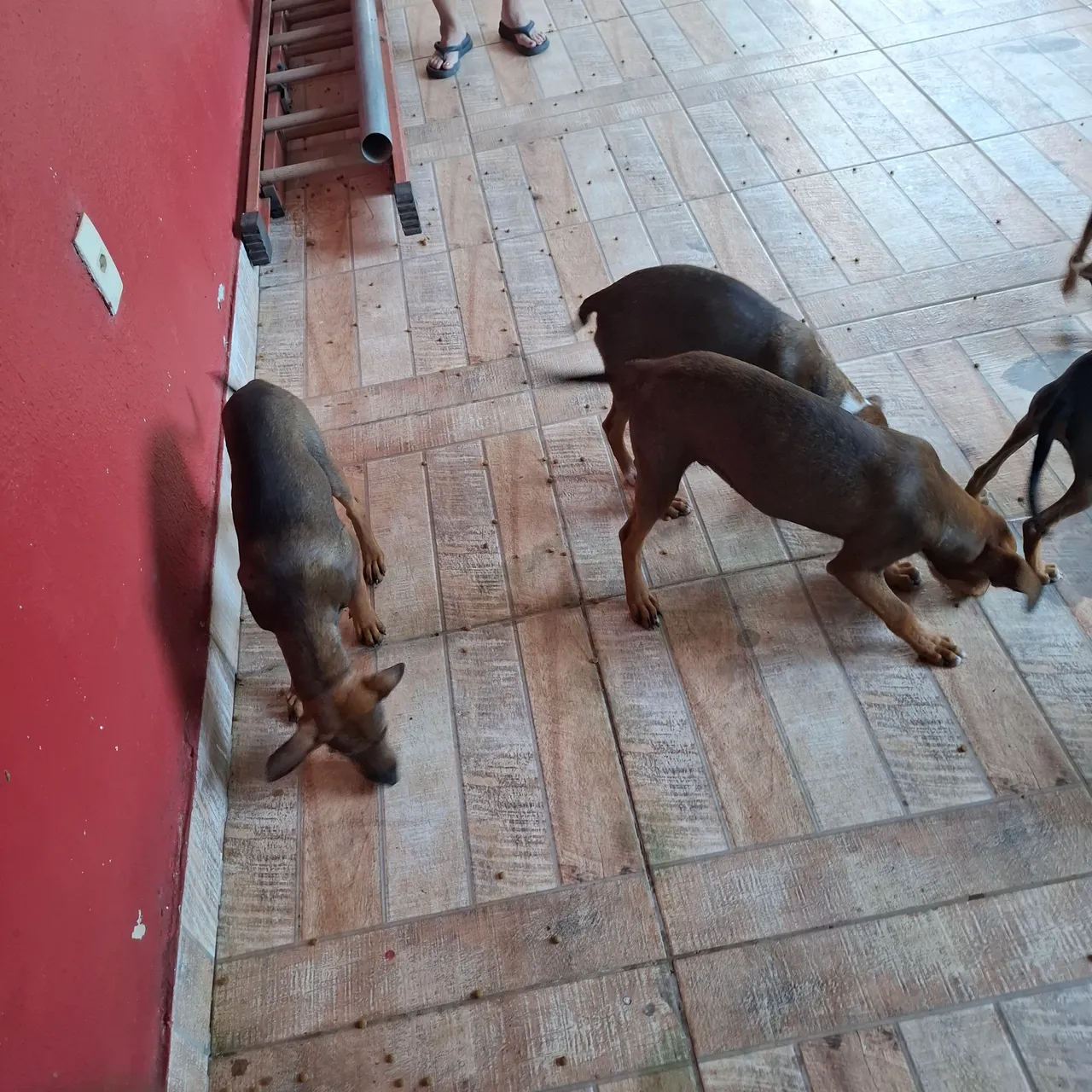 Filhotes de cachorro Para doação 