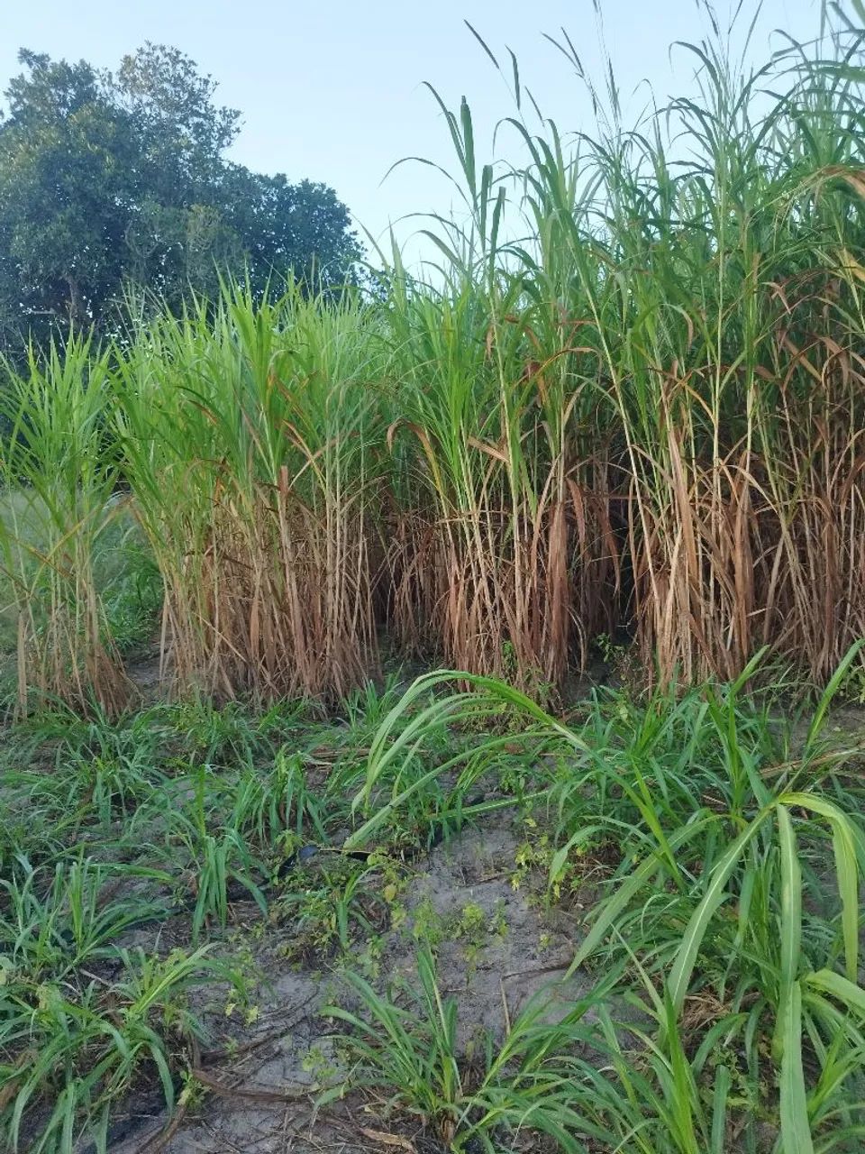 Mudas com 3 gemas Capiacu  - Foto 3