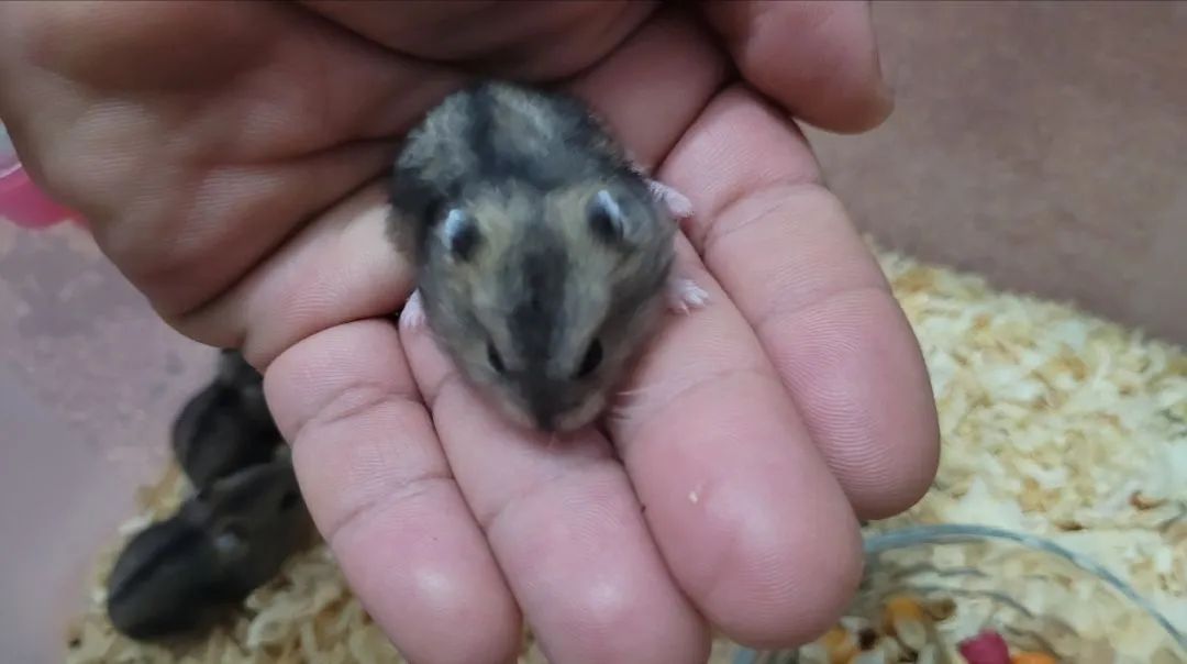 Filhotes de Hamster anão 