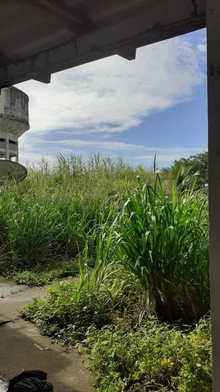 Jardineiro Profissional - Prestação de serviços de jardinagem - Foto 5