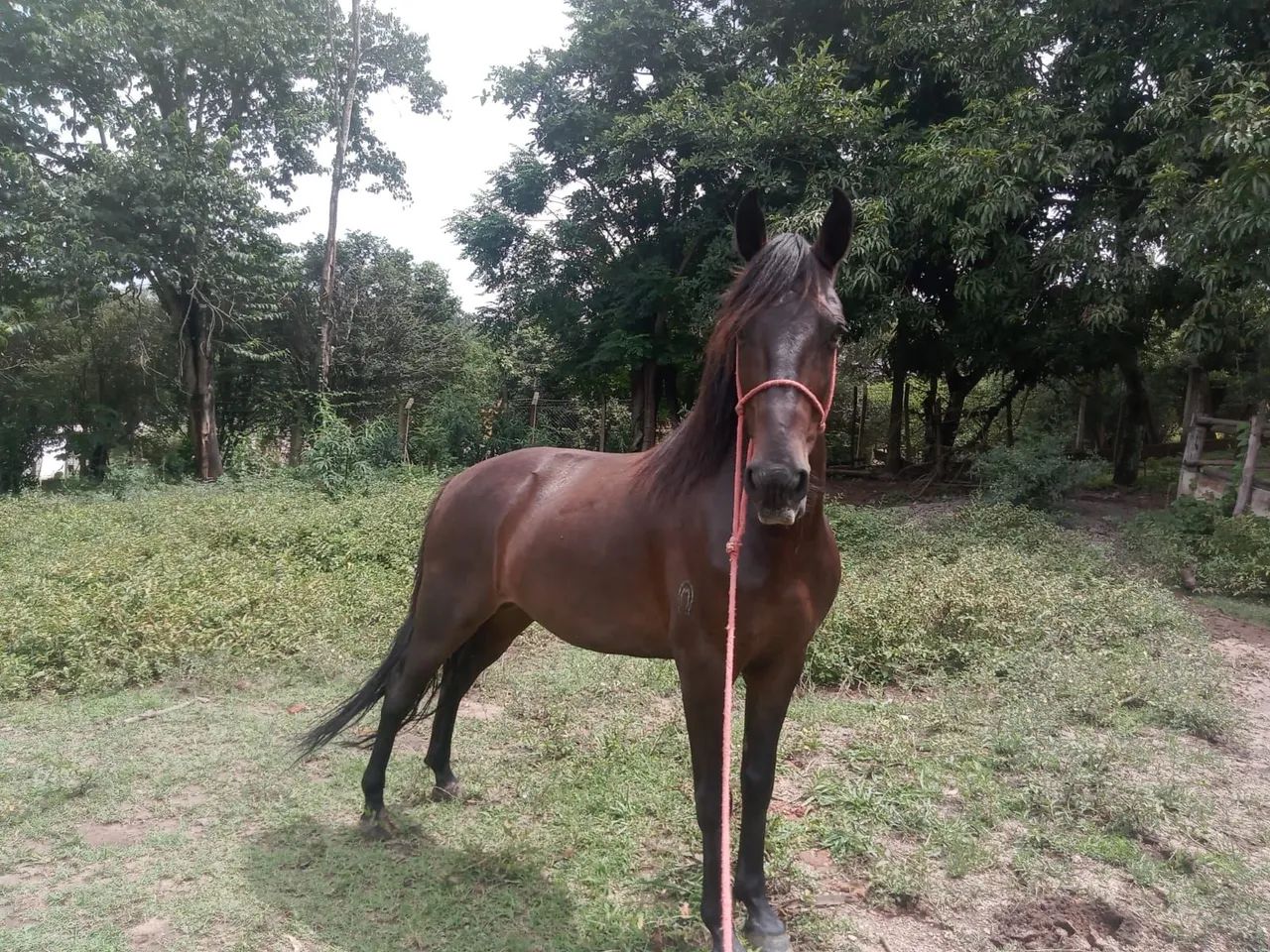 Cavalo registrado manga larga marchador  - Foto 4