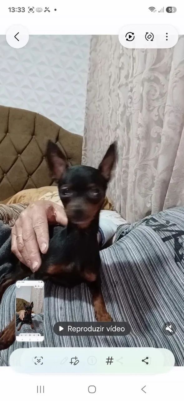 Animais d estimaçao - Foto 2