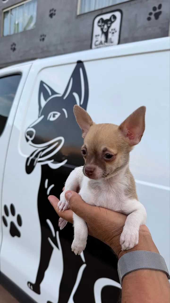 Chihuauha micro macho