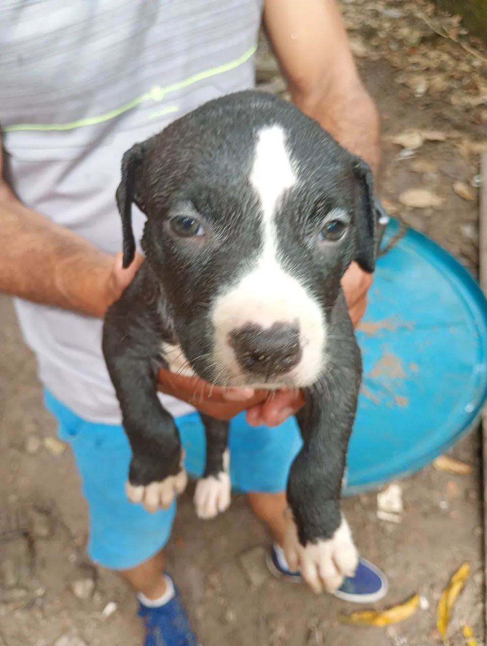 América Pit Bull terrier 