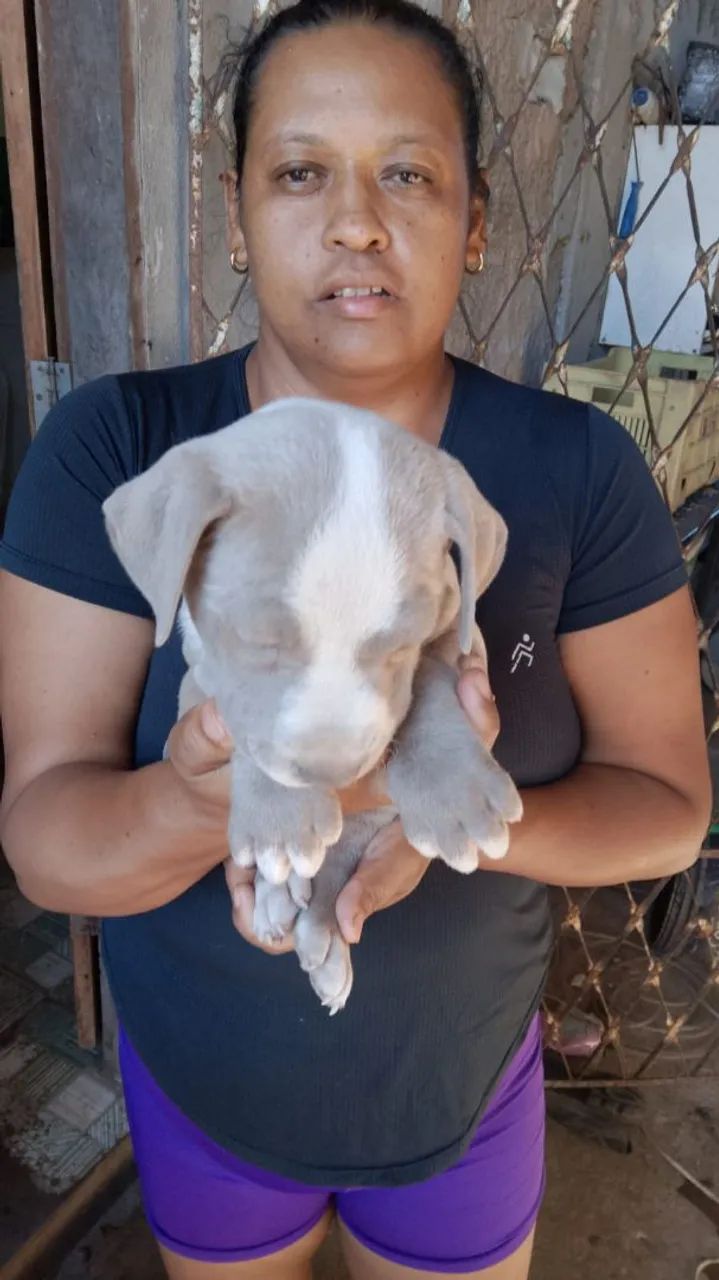 Vendo filhotes de Pit bull - Foto 3