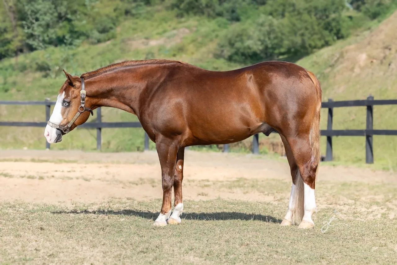 Brasileiro de Hipismo