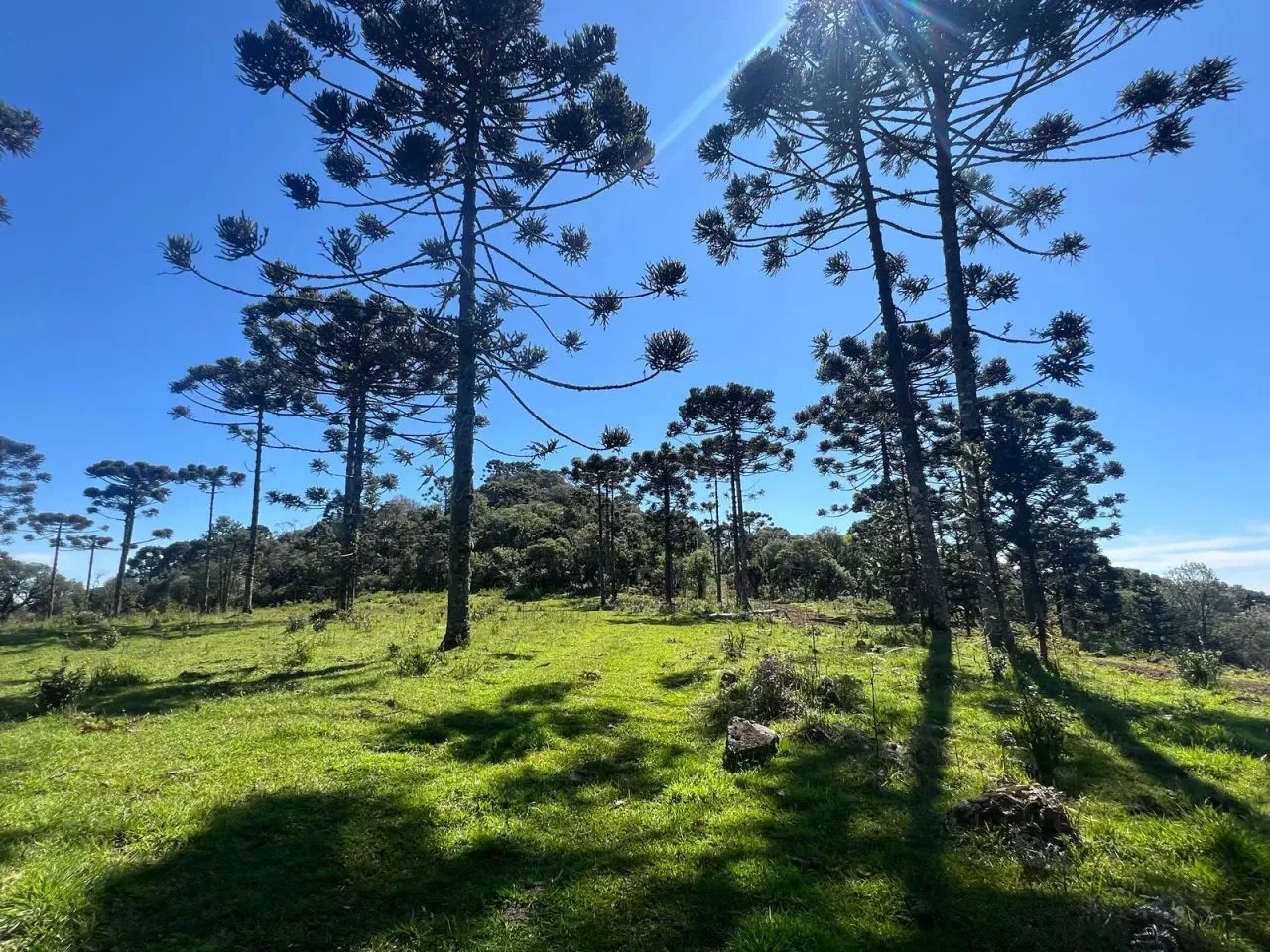 Chácara de 2 hectares em Painel/ SC - Foto 2