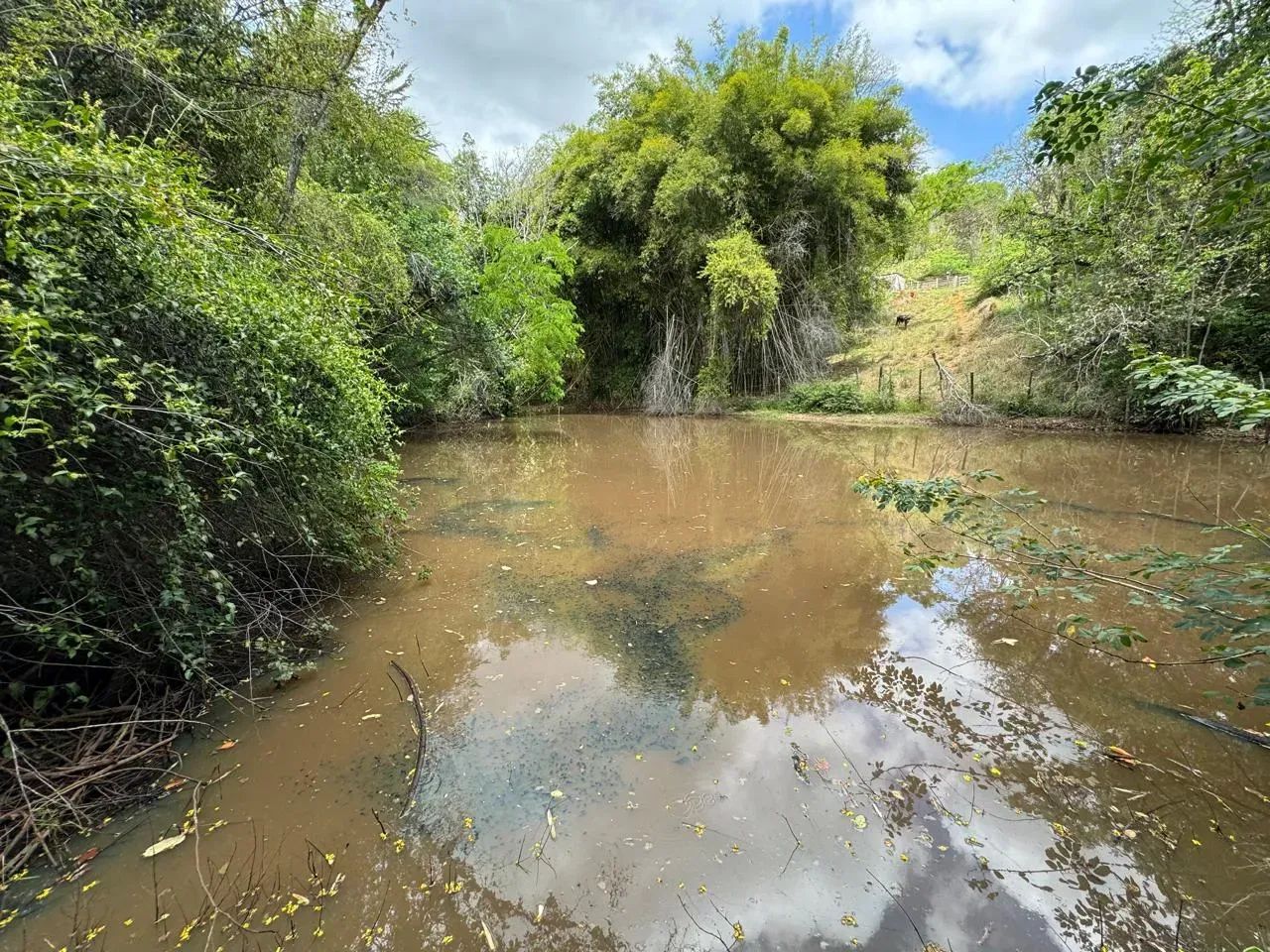 Imóvel para venda com 200000 metros quadrados com 3 quartos em Centro - Florestal - MG - Foto 4