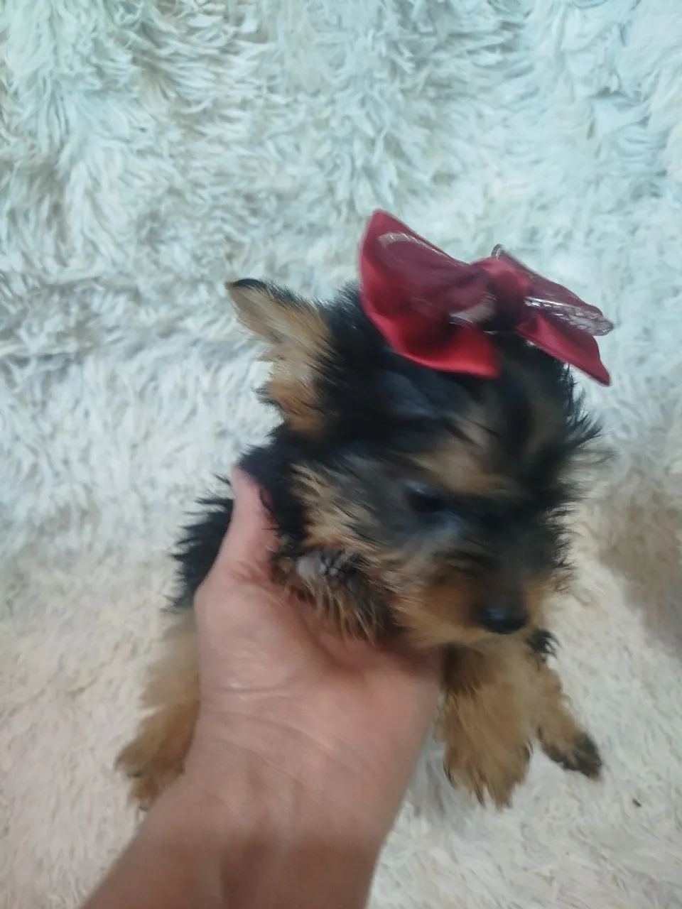 fêmea de york com 2 meses - Foto 5