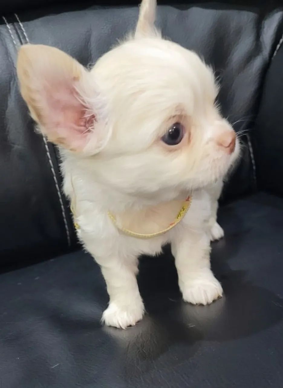 Chihuahua Machinho Pelo Longo!! - Foto 3