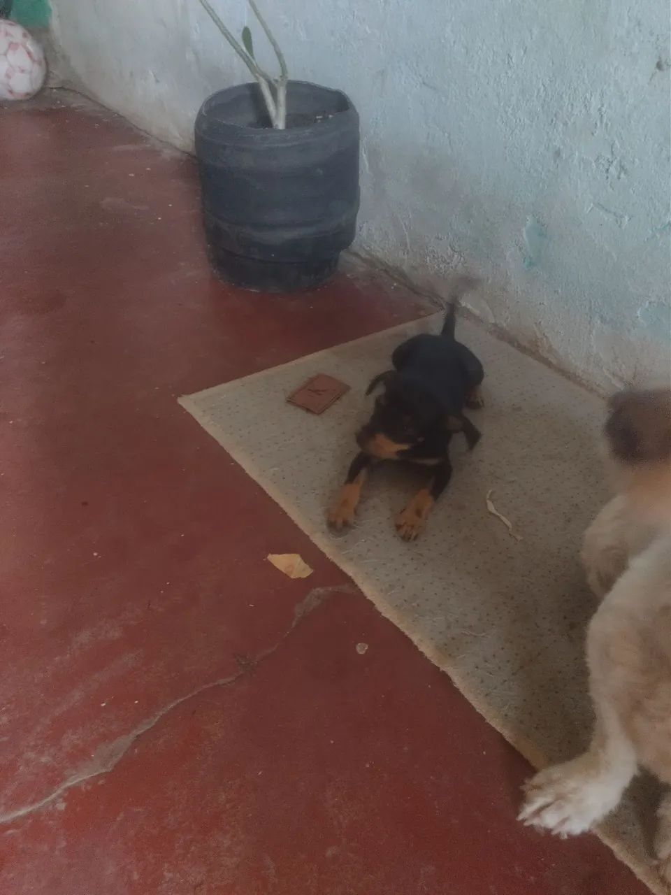 Cachorro pinscher fêmea numero 1 - Foto 2