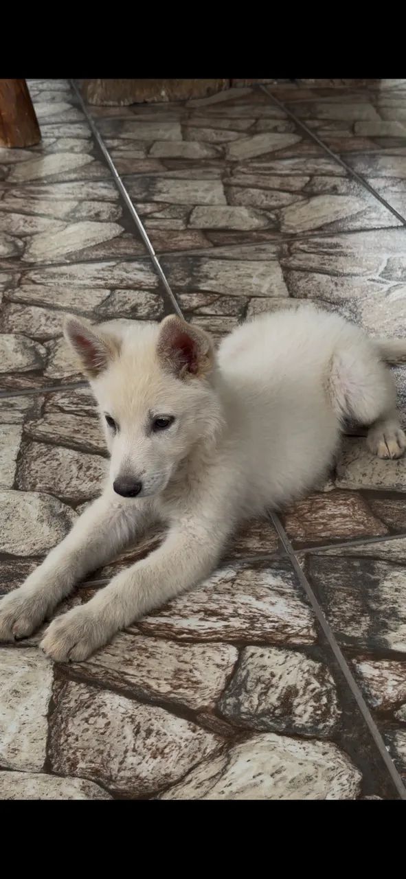 Cachorro pastor su íço  - Foto 2