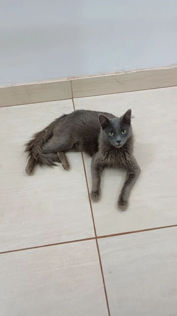 Gato macho  - Foto 2