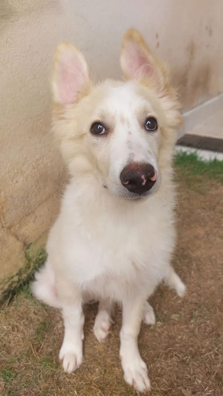 Cachorro Border Collie - Foto 2