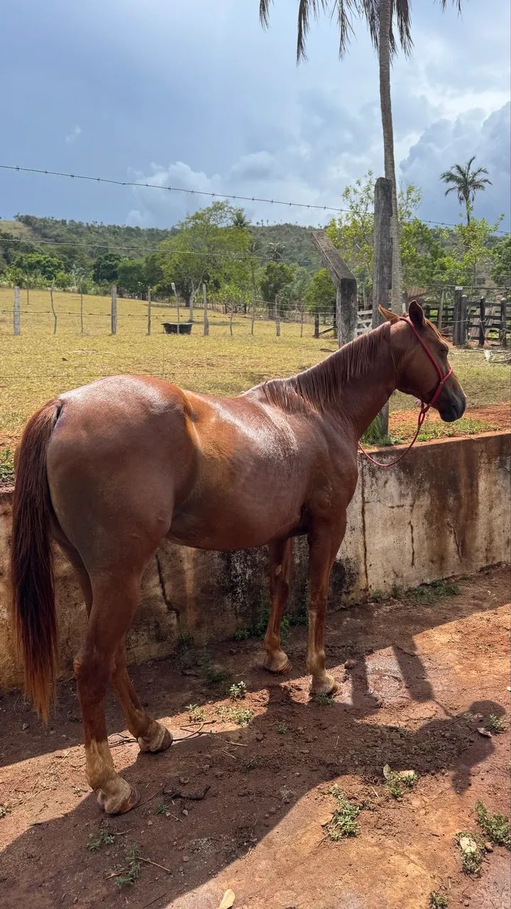 Égua QM - Foto 5