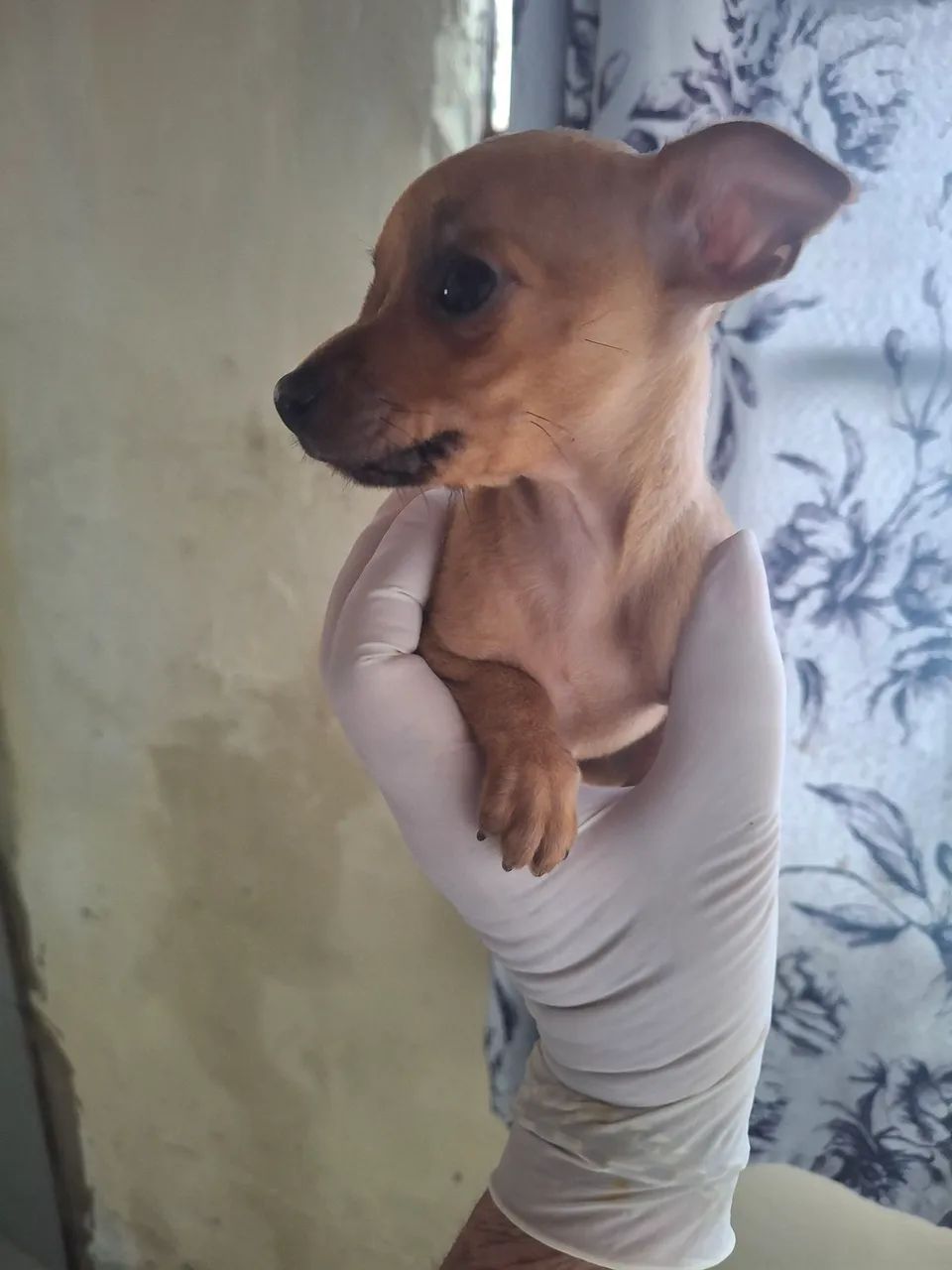 Pinscher! - Foto 2