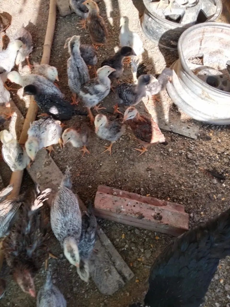 Pintinhos dupla aptidão ovos e carne. - Foto 2