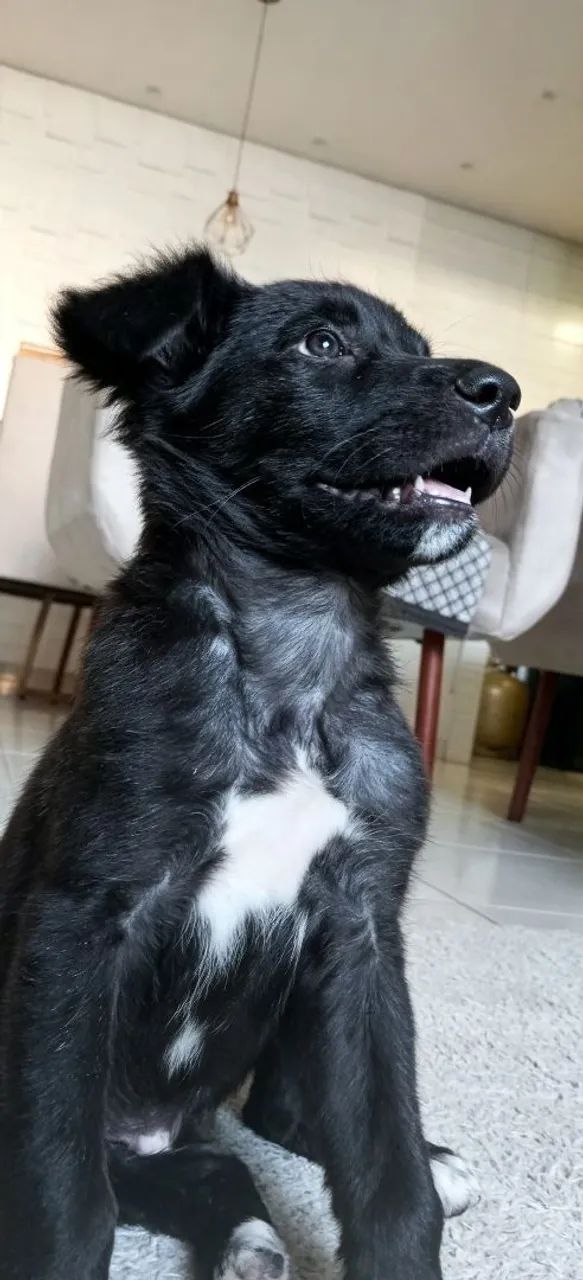 Cachorrinho pra adoção  - Foto 3