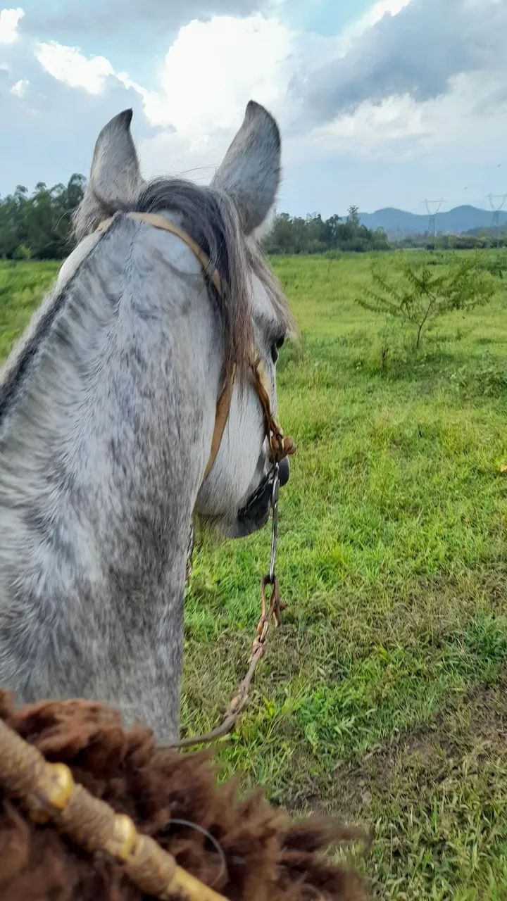 Egua crioula.  - Foto 2