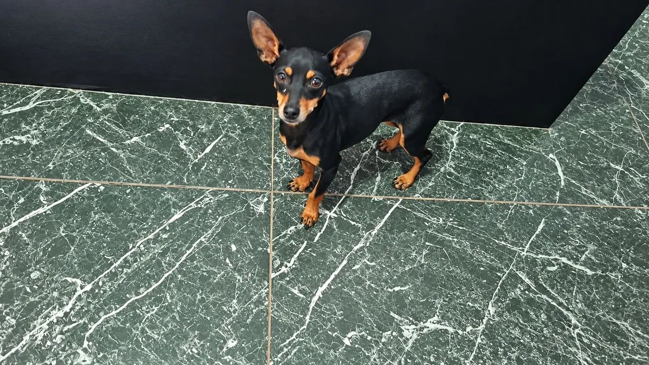 Pinscher  - Foto 2