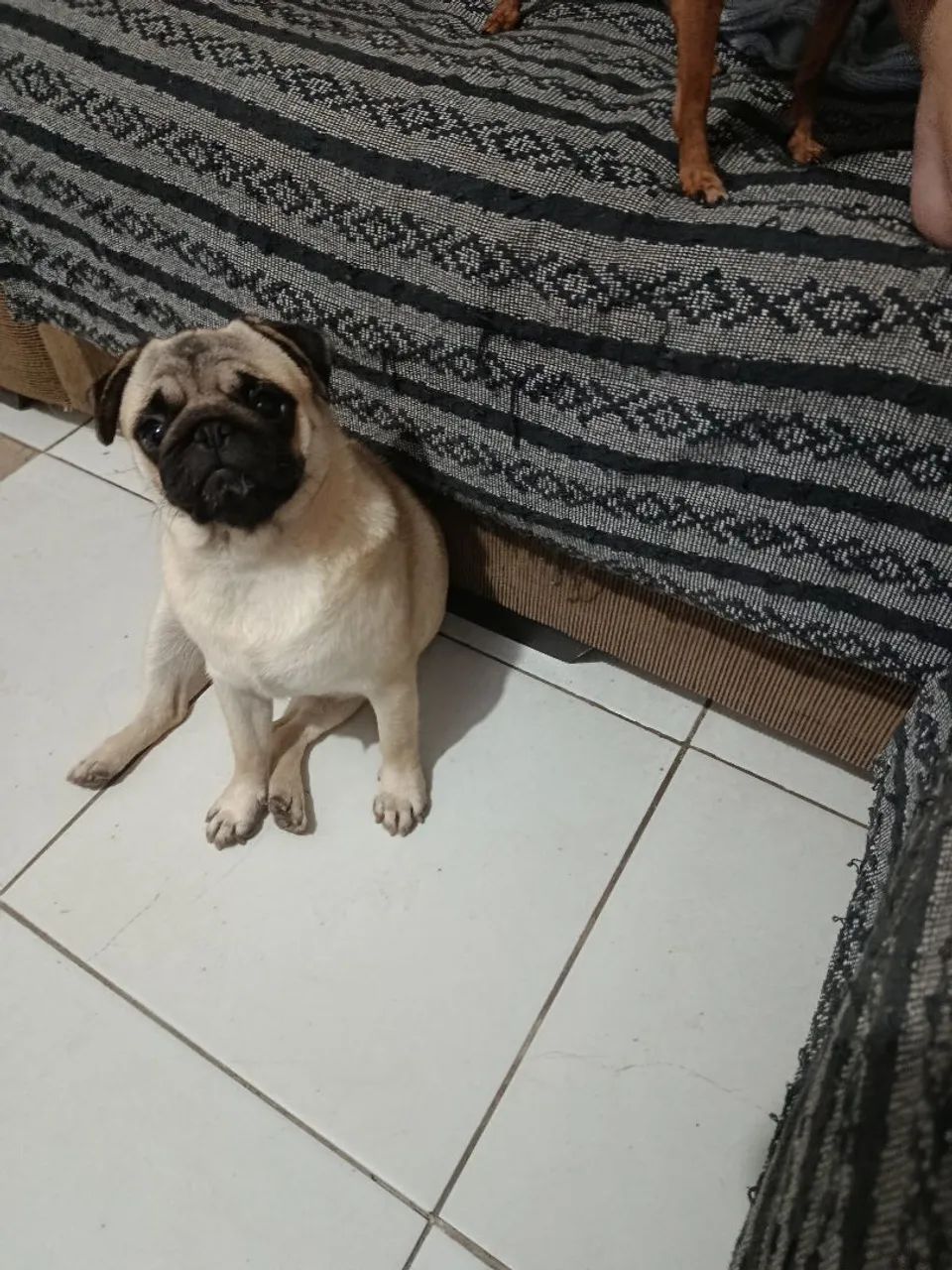 Pug - Foto 3