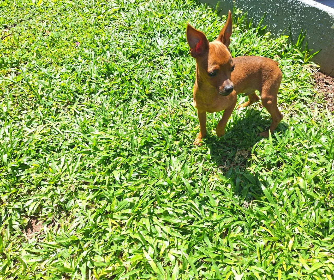 MACHO PINSCHER 7 MESES - Foto 4