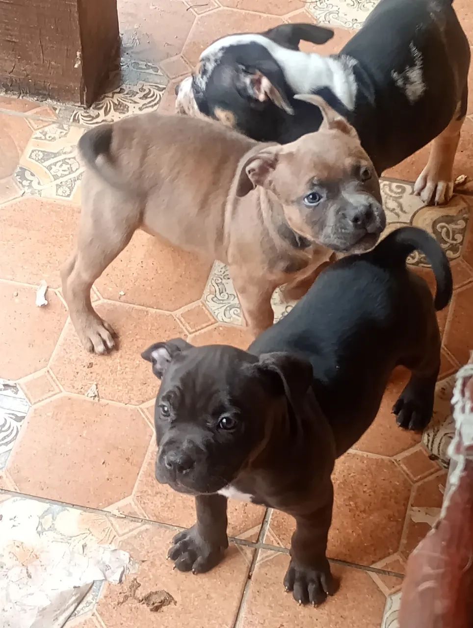 Venda  - Foto 2