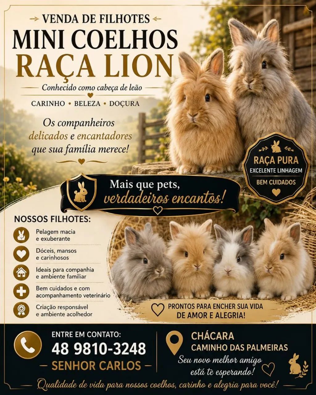 Mini Coelhos lion