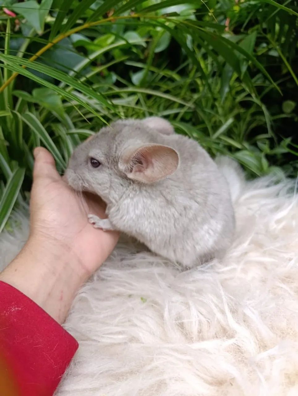 Chinchila - Foto 2